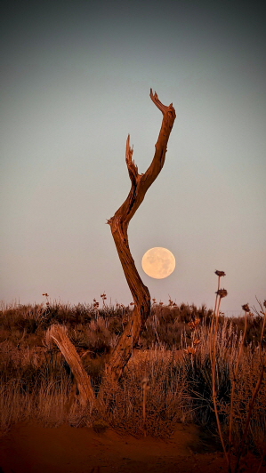 Grand_Circle_Ranch_Utah_Landscape ) (60)